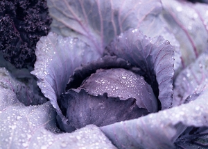 Potager du restaurant gastronomique l’Apège au fil des saisons, pour revues et magazines de cuisine