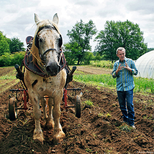 Alain-Paqqard-et-Devine Alain Passard dans son potager avec Divine, son cheval de trait