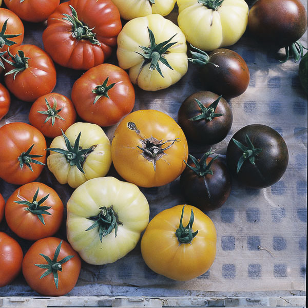 photographe culinaire en IDF, tomates